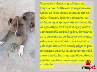 Ράτσα: Αμερικάνικο Σταφορντσάιρ τεριέ - American Staffordshire Terrier | Ηλικία: 3 ετών | Φύλο: Αρσενικό | Αρ. Microchip: 982012221212121 | Περιοχή: Αττική